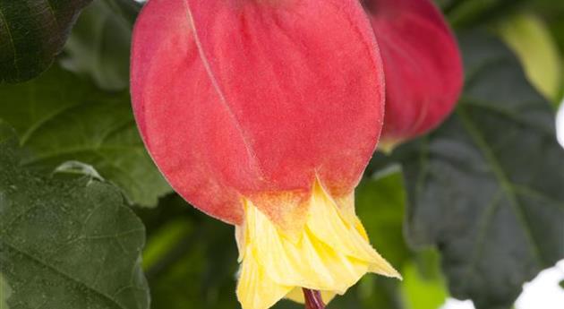 Abutilon megapotamicum 'Big Bell'