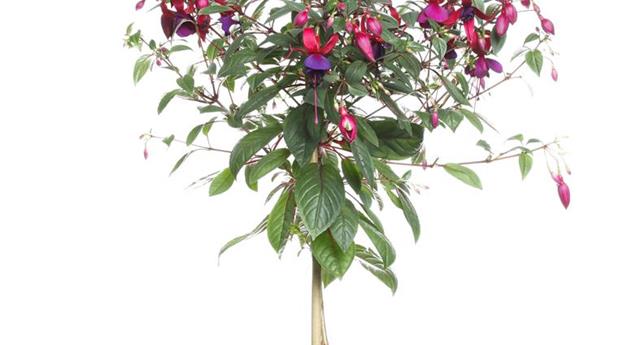 Fuchsia Bella Fuchsia® 'Soila'