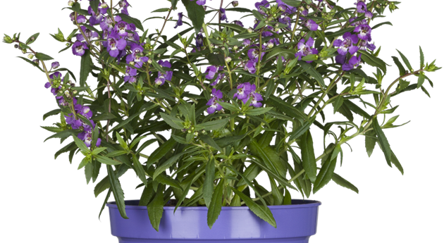 Angelonia 'AngelMist'®