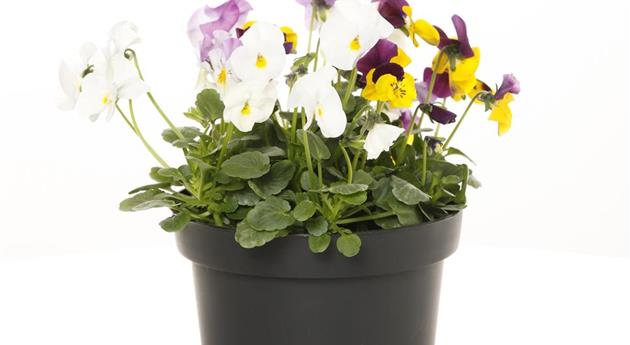 Viola cornuta Trio Mini