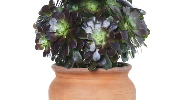 Aeonium arboreum 'Velours'