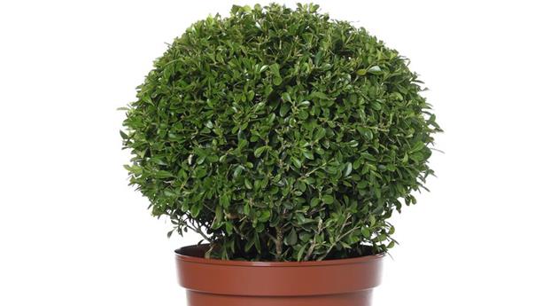 Buxus sempervirens 'Herrenhausen'