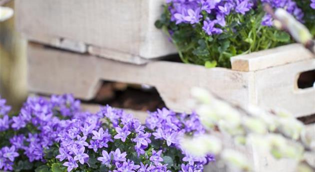 Campanula portenschlagiana 'Blue Planet'