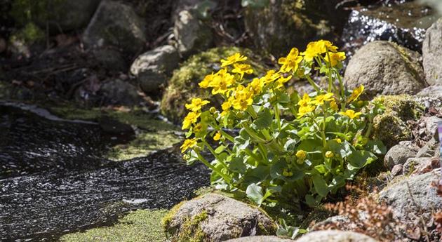 Caltha palustris