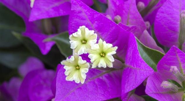 Bougainvillea