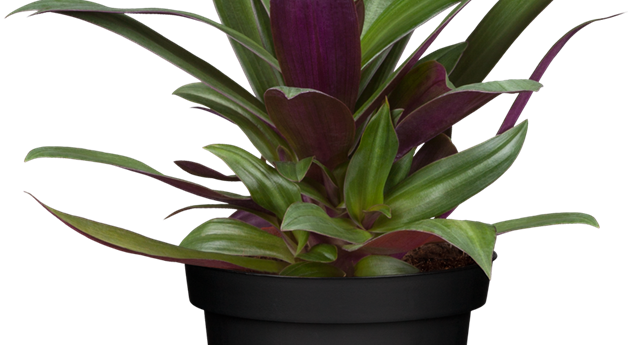 Tradescantia spathacea