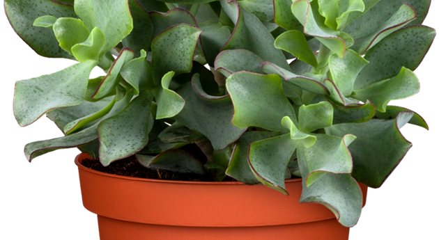 Crassula arborescens