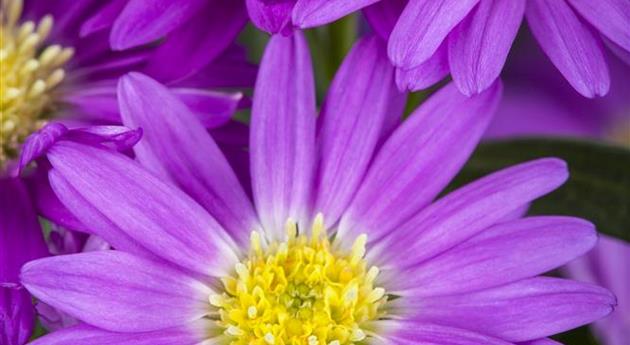 Aster