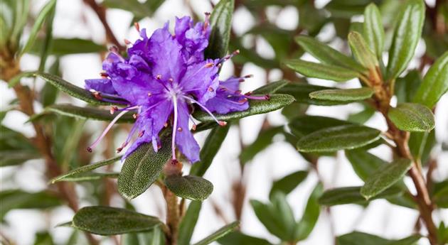 Rhododendron impeditum 'Azurika'