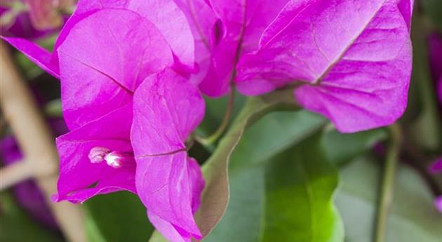 Bougainvillea 'Vera Purple'