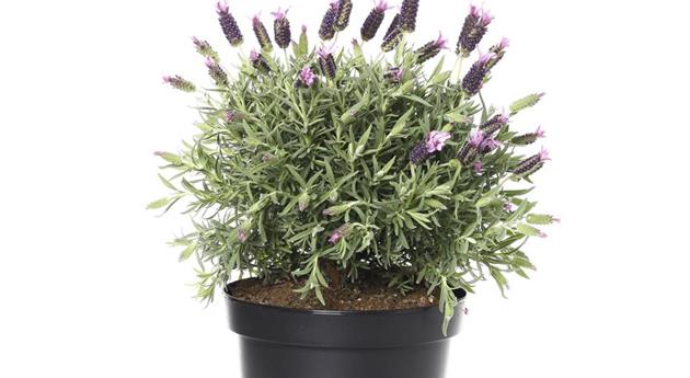 Lavandula stoechas