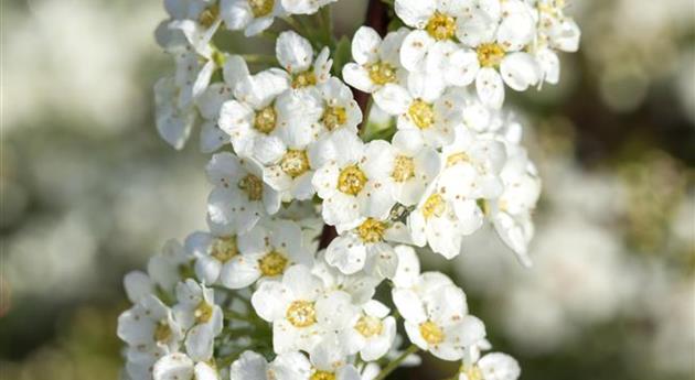 Spiraea x cinerea