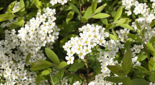 Spiraea x cinerea 'Grefsheim'