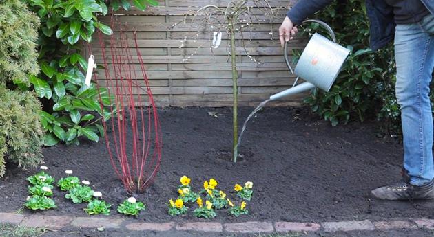 Hängekätzchenweide - Einpflanzen im Garten