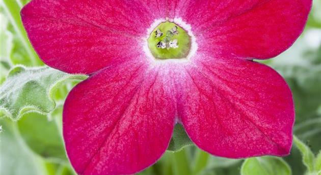 Nicotiana alata