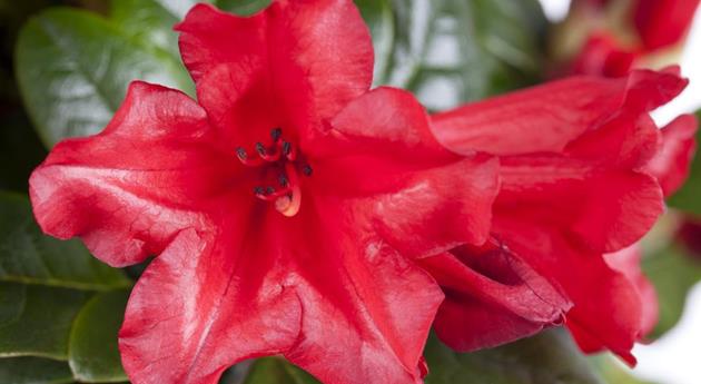 Rhododendron repens 'Scarlet Wonder'