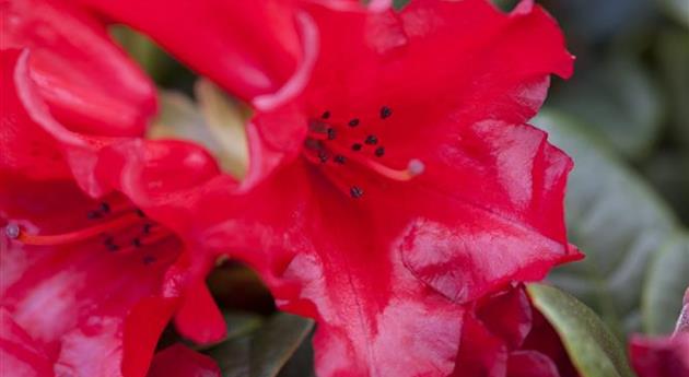 Rhododendron repens 'Bengal'