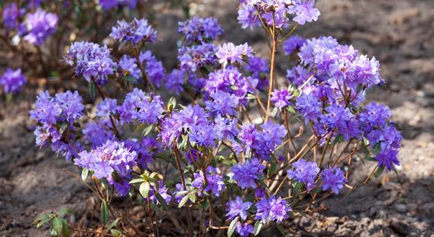 Rhododendron russatum 'Gletschernacht'