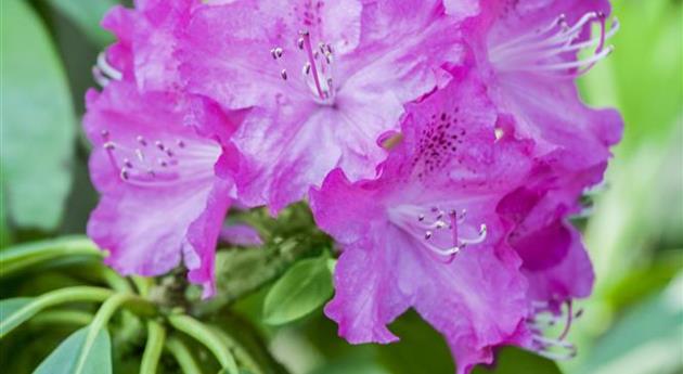 Rhododendron carolinianum 'P.J. Mezitt'