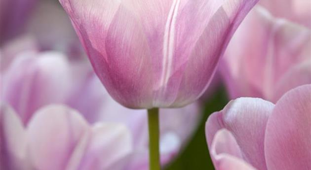 Tulipa 'Evening Breeze'