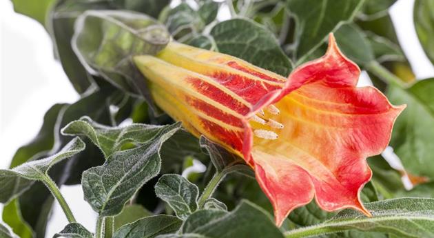 Brugmansia suaveolens