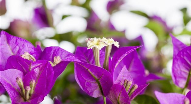 Bougainvillea glabra