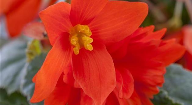 Begonia x tuberhybrida