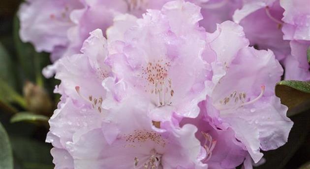 Rhododendron yakushimanum 'Silberwolke'