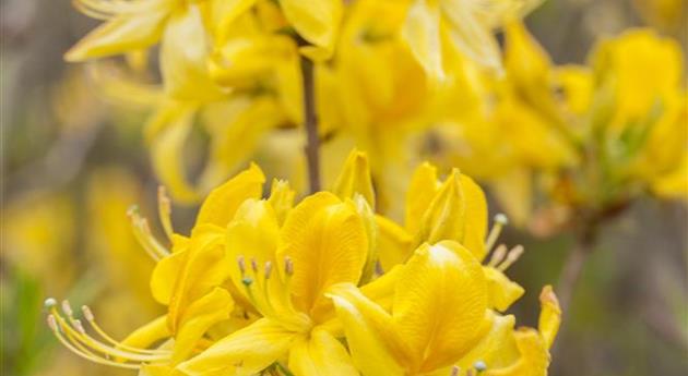 Rhododendron luteum 'Golden Sunset'