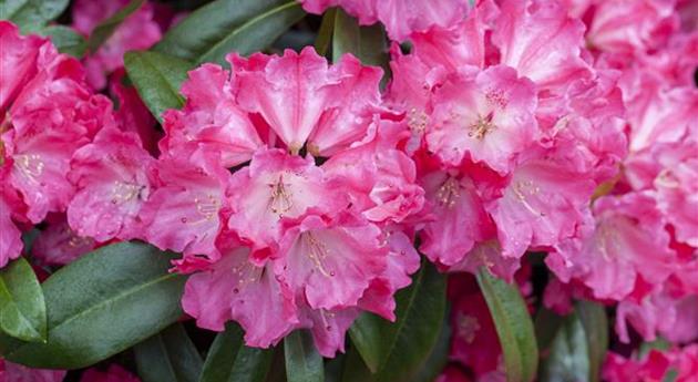 Rhododendron 'Germania'®