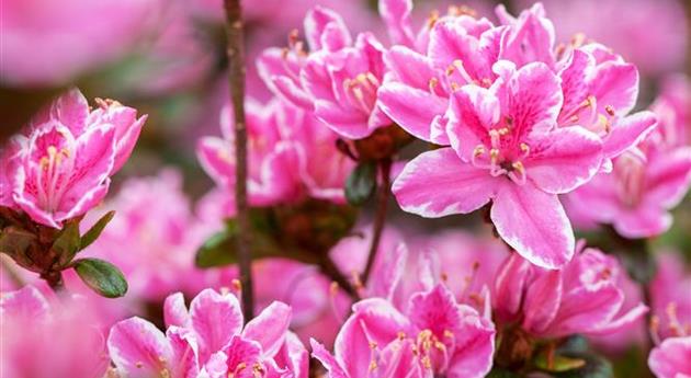 Rhododendron obtusum 'Kermesina Rose'