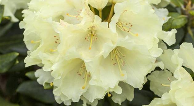 Rhododendron 'Goldkrone'®