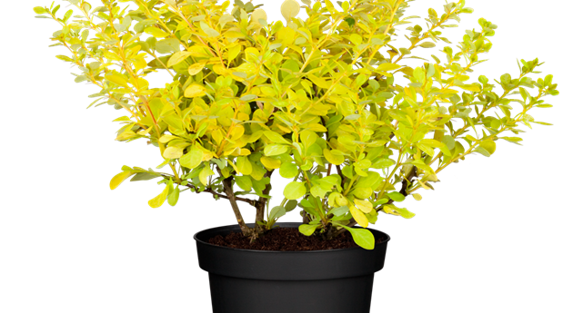 Berberis thunbergii 'Aurea'