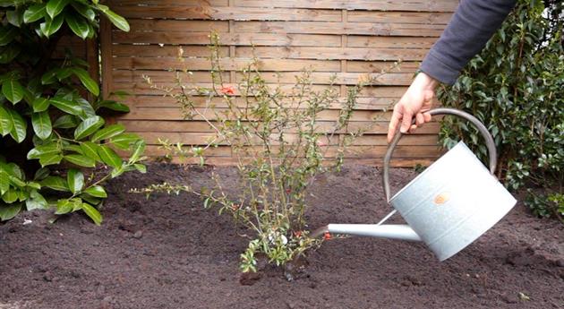 Japanische Zierquitte - Einpflanzen im Garten