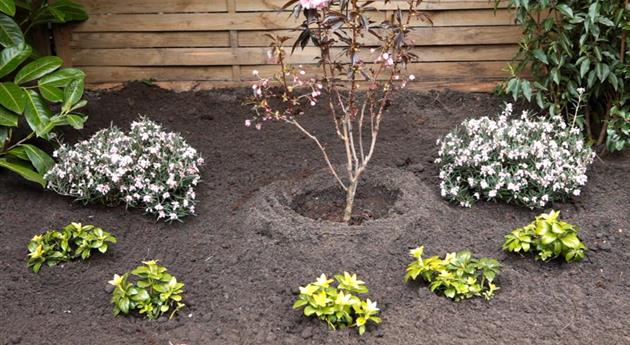 Rosmarinheide - Einpflanzen im Garten