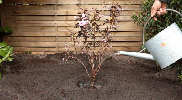 Rotblättrige Nelkenkirsche - Einpflanzen im Garten