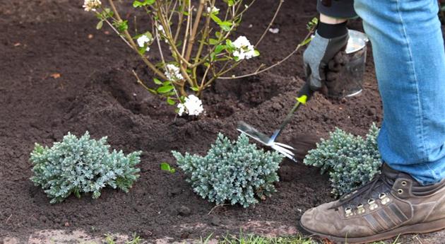 Blauer Zwergwacholder - Einpflanzen im Garten