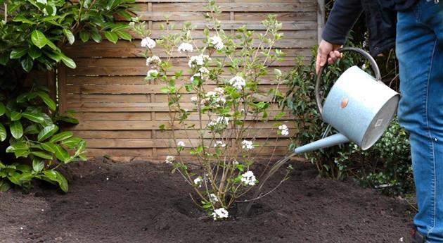 Osterschneeball - Einpflanzen im Garten