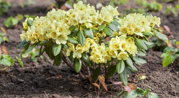 Rhododendron yakushimanum 'Goldprinz'®