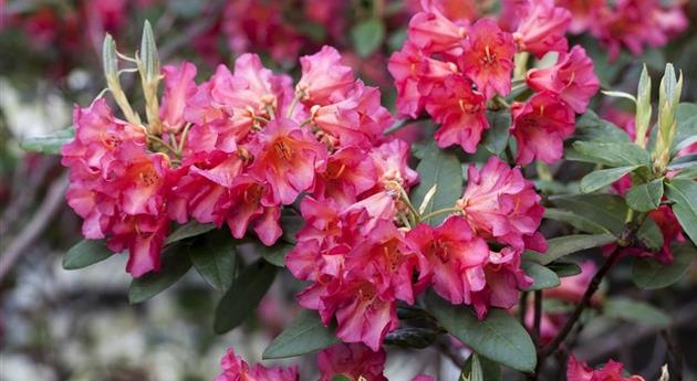 Rhododendron 'Abendsonne'