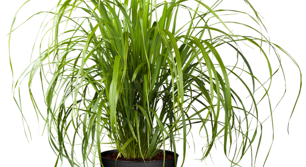 Calamagrostis brachytricha