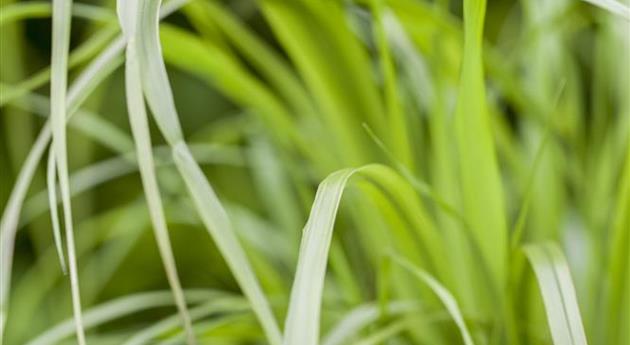 Calamagrostis