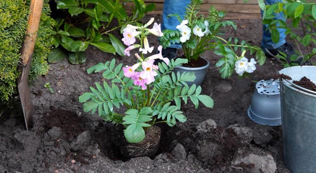 Freilandgloxinie - Einpflanzen im Garten