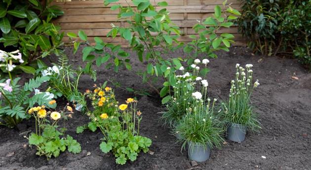 Grasnelke - Einpflanzen im Garten