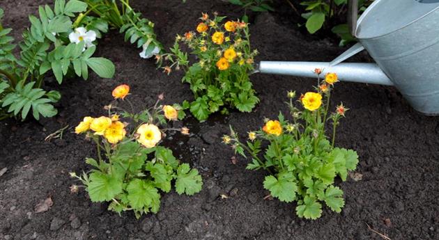 Nelkenwurz - Einpflanzen im Garten