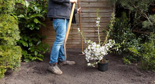 Geschlitzte Kirsche - Einpflanzen im Garten