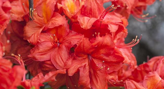 Rhododendron luteum 'Feuerwerk'