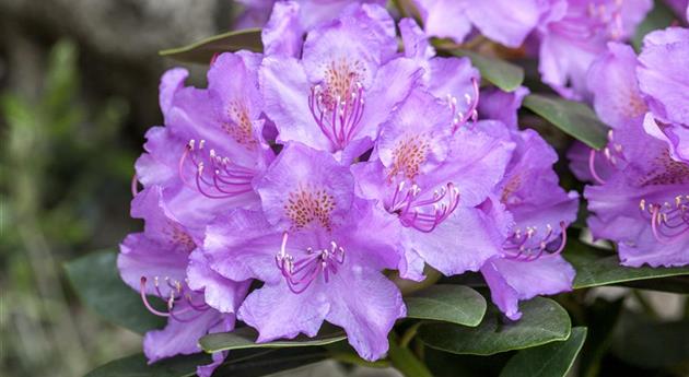 Rhododendron saluenense 'Lavendula'