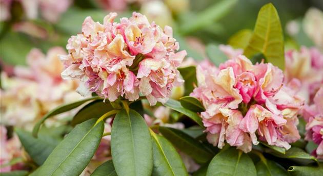 Rhododendron 'Brasilia'