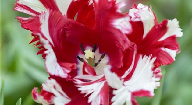 Tulipa 'Red Sparks'